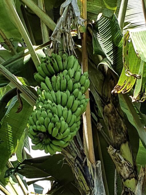 Raiatea, Opoa, Studio Du Fare Reve, Acces Mer Privatif Zewnętrze zdjęcie
